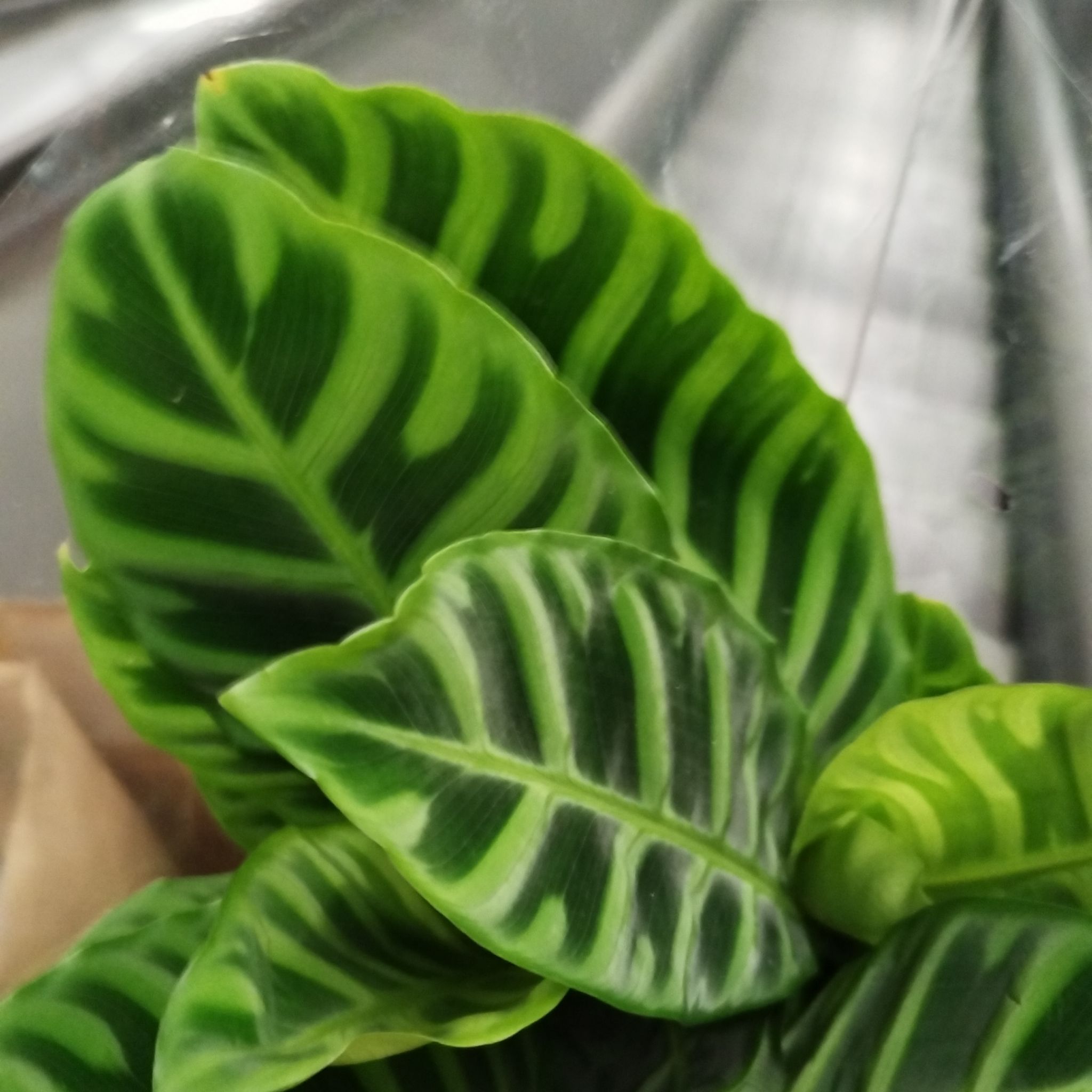 Photo of the plant species Zebra Calathea by @AwaitedCorn named forrest on Greg, the plant care app