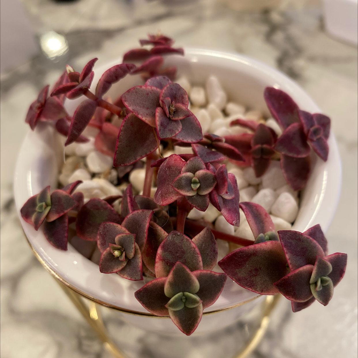 Photo of the plant species Crassula Pellucida by Ivana named Calico Kitten on Greg, the plant care app