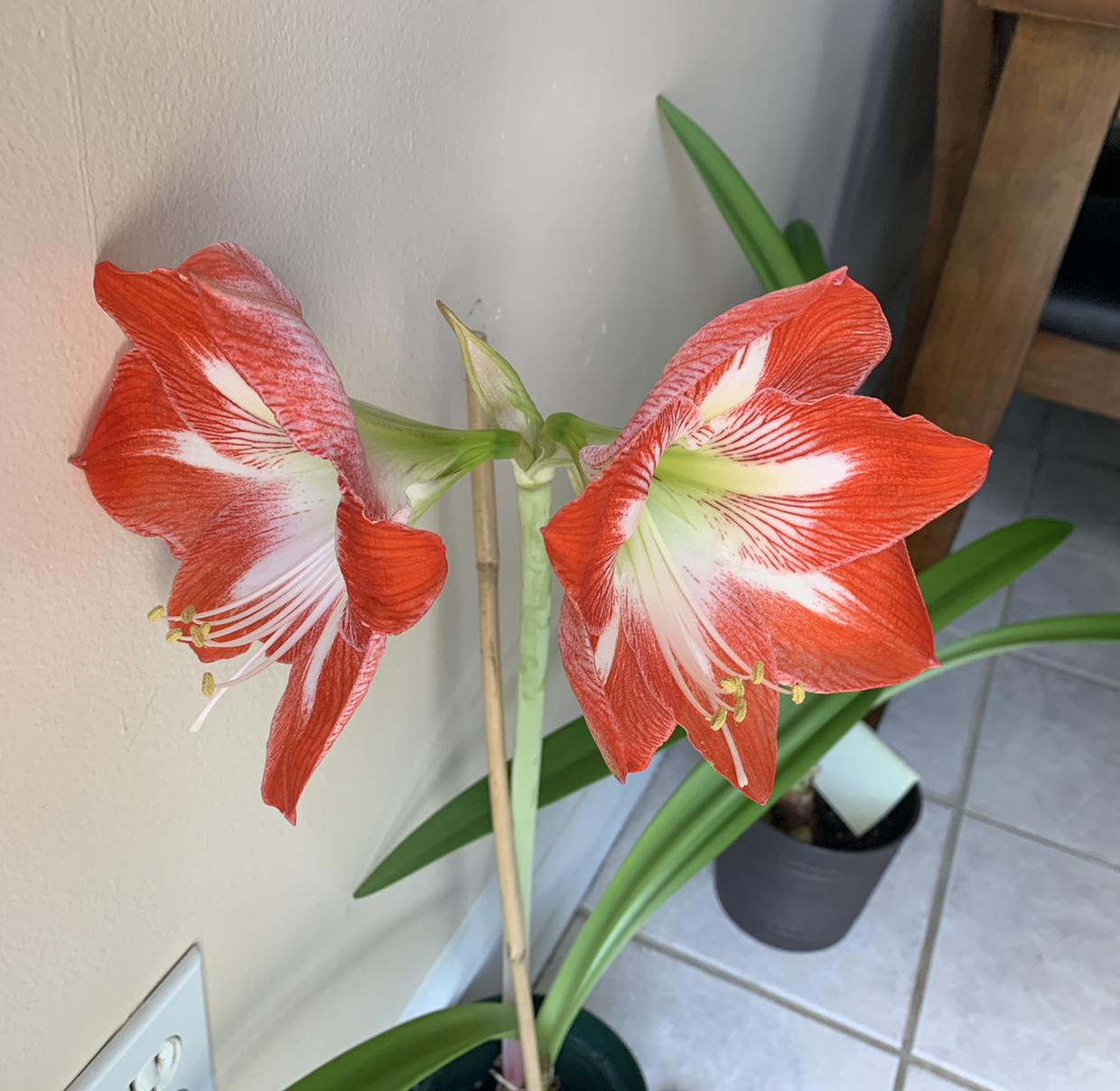 Striped-Tubed Amaryllis with two red and white flowers, healthy appearance.