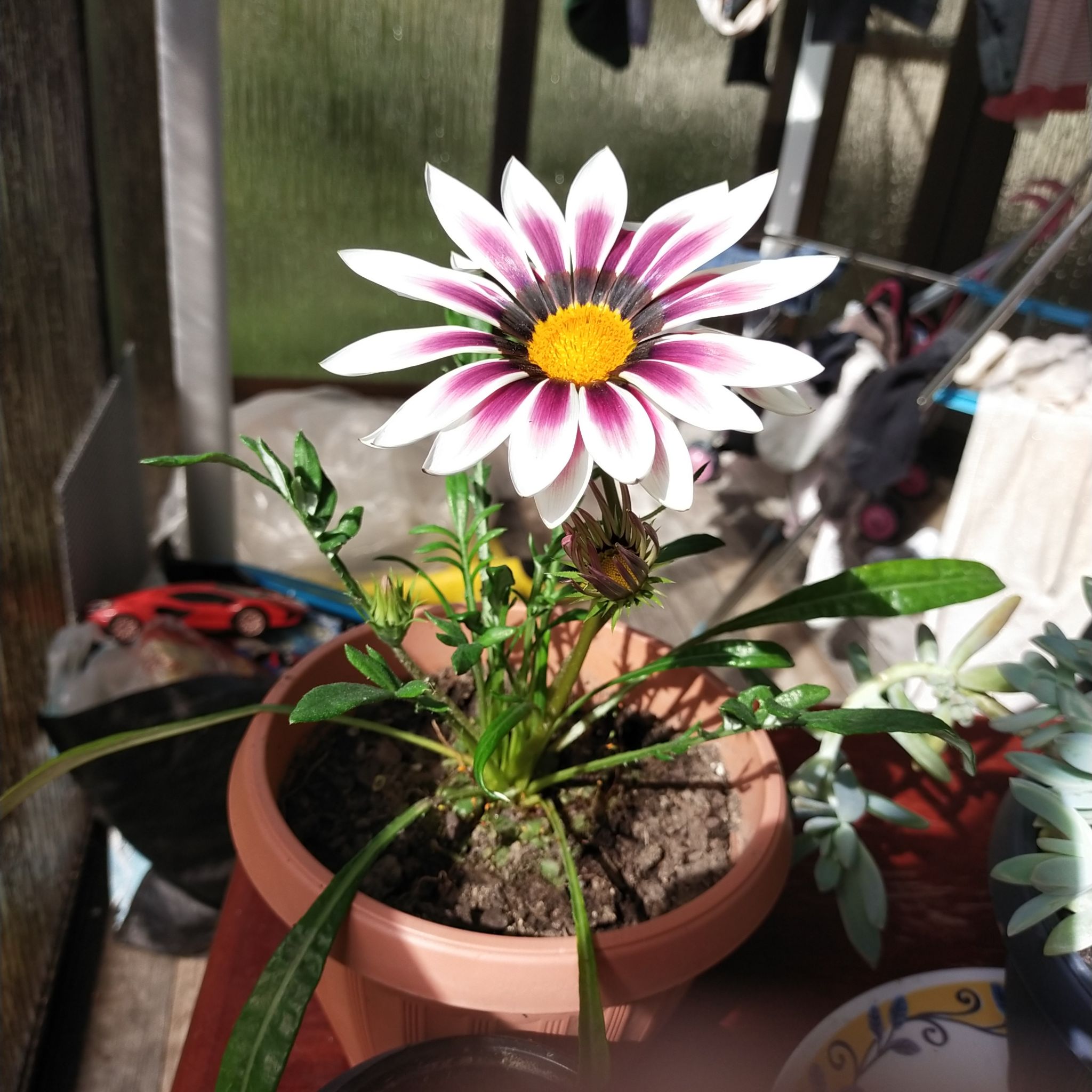 Potted Treasureflower with a prominent bloom and visible soil.