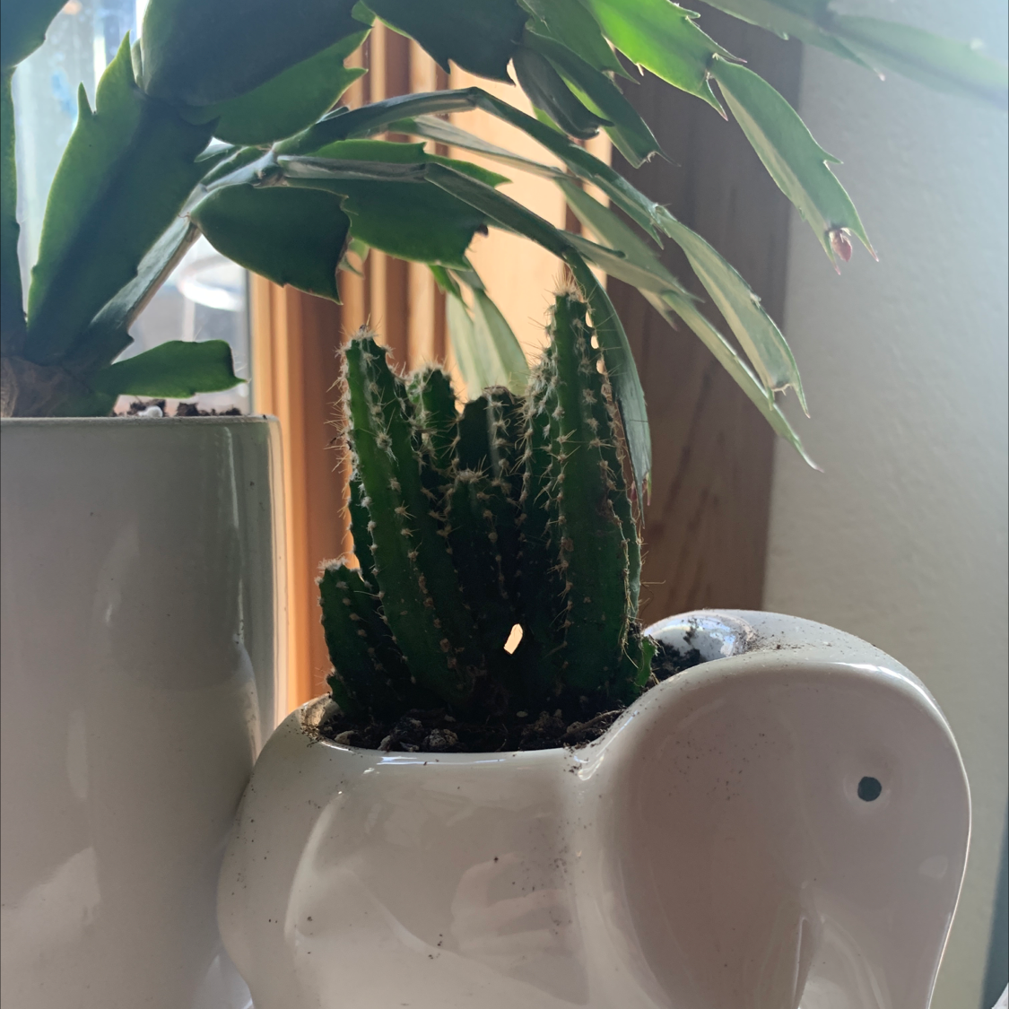 Fairy Castle Cactus in a white elephant-shaped pot with another plant in the background.