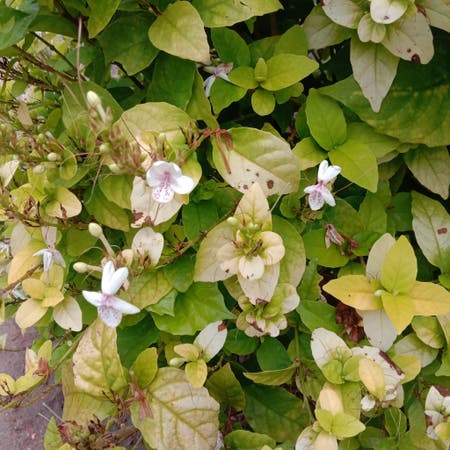 Photo of the plant species Chinese Violet by Spectacularweed named Mallige on Greg, the plant care app
