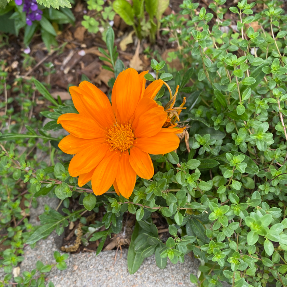 A vibrant orange Treasureflower surrounded by green foliage.