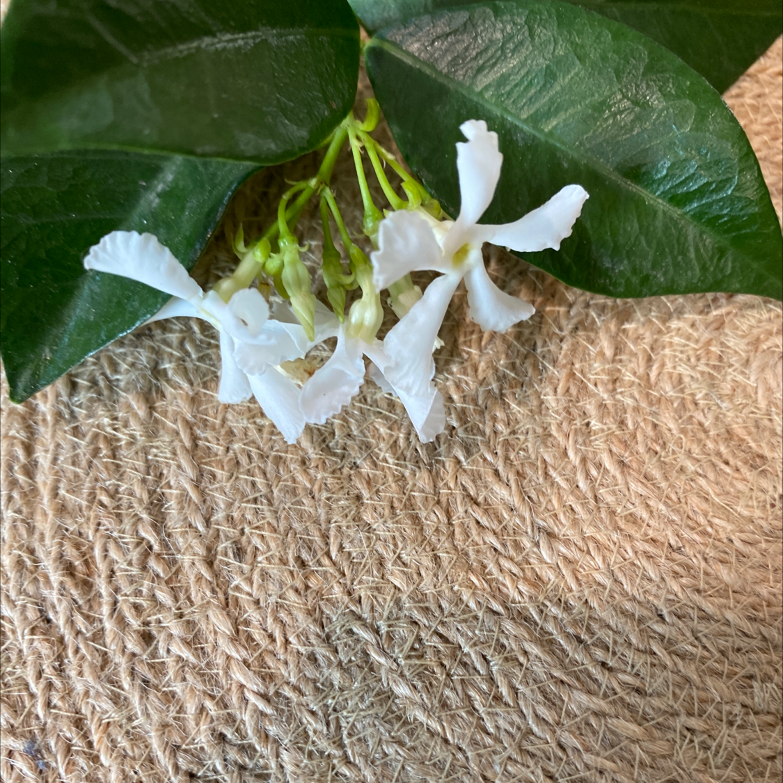 Star Jasmine plant with white flowers and dark green leaves on a textured surface.