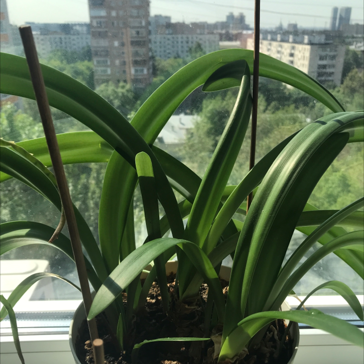 Bush Lily plant on a windowsill with green leaves and a cityscape background.