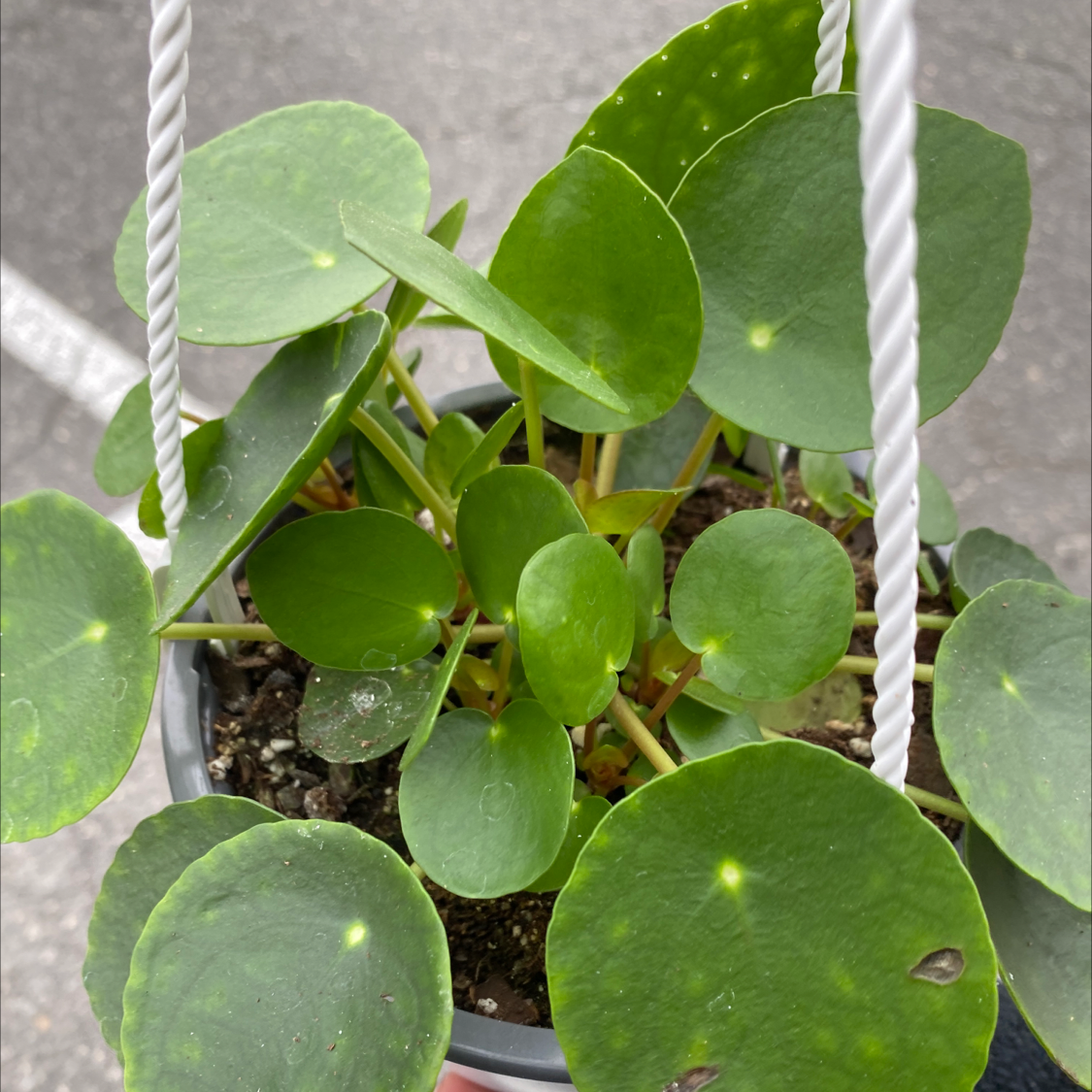 Chinese Money Plant plant photo by @emmanarine named bioley on Greg, the plant care app.