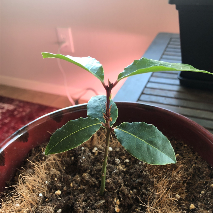 A healthy young Bay Laurel plant in a pot with visible soil.