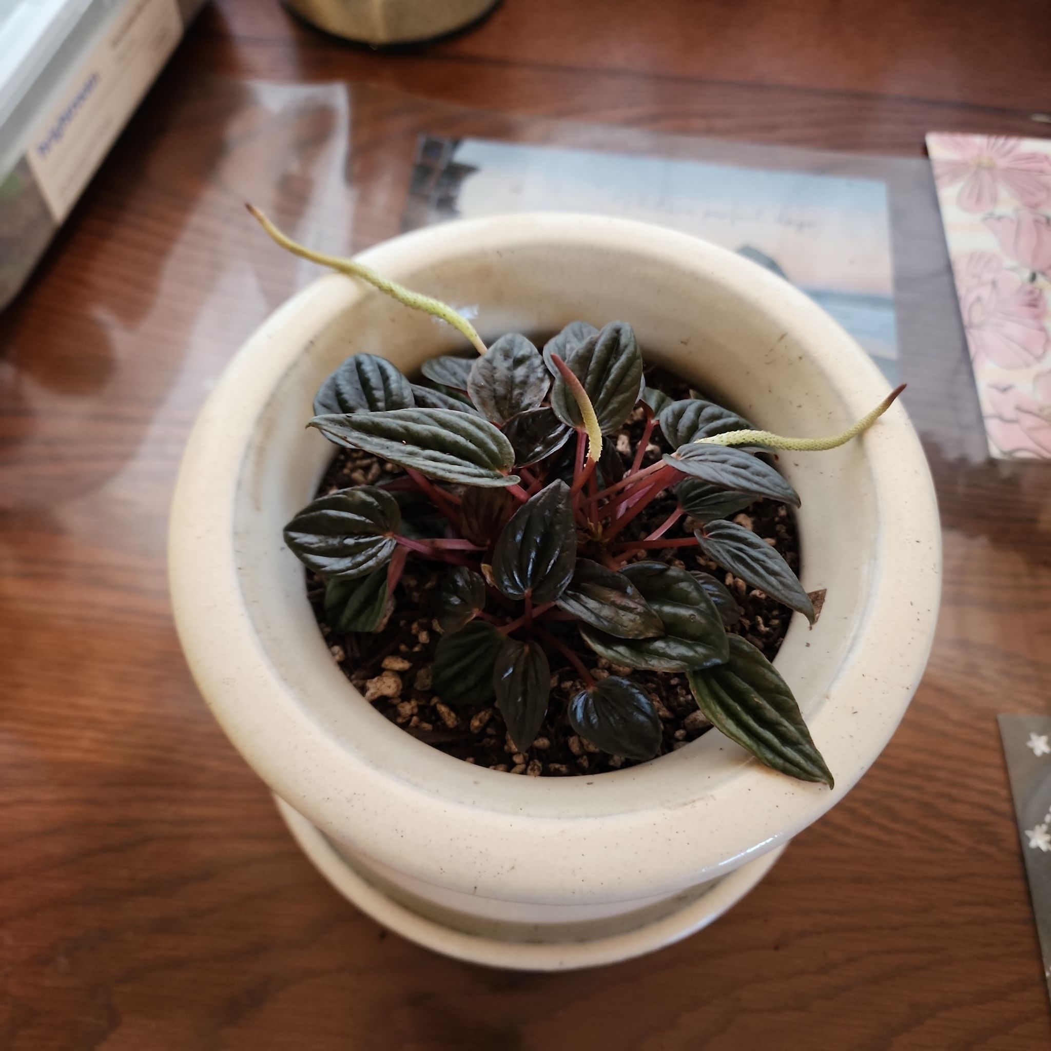 Photo of the plant species Peperomia 'Brasilia' by @Monstero named GOTTI on Greg, the plant care app