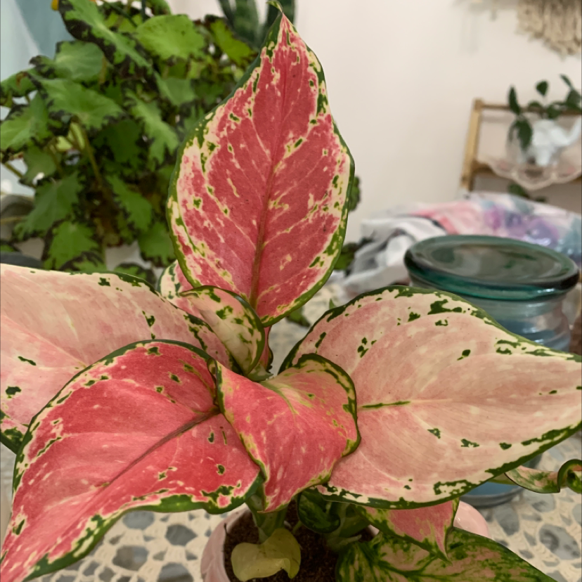 Chinese Evergreen plant photo by @Elainesuniqueplants named Sonora on Greg, the plant care app.
