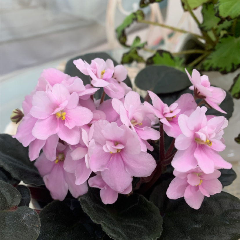 African Violet plant photo by @Elainesuniqueplants named Elina on Greg, the plant care app.