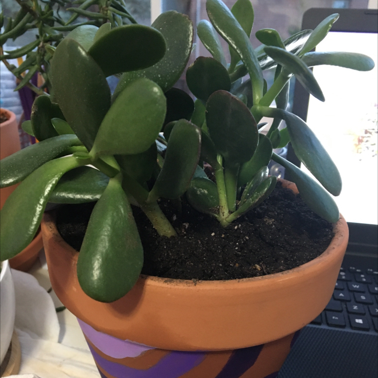 Lucky Plant plant photo by @lexie.h36 named Jade on Greg, the plant care app.