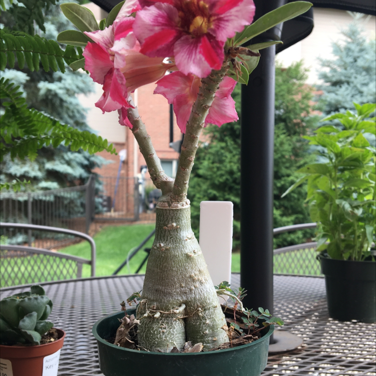 Photo of the plant species Desert Rose Plant by @lexie.h36 named Bootylicious on Greg, the plant care app
