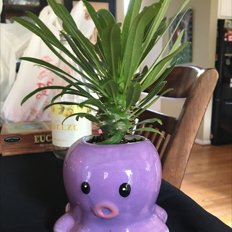 Photo of the plant species Madagascar Palm by @lexie.h36 named Lila on Greg, the plant care app