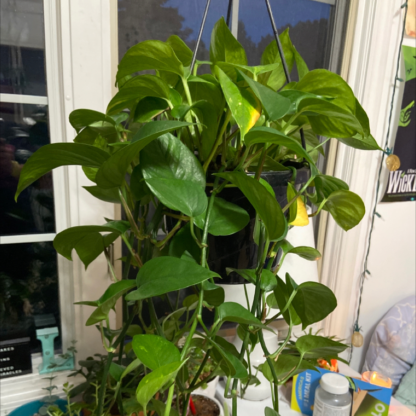 Taro Vine plant photo by @lexie.h36 named Martin & the Mushrooms on Greg, the plant care app.