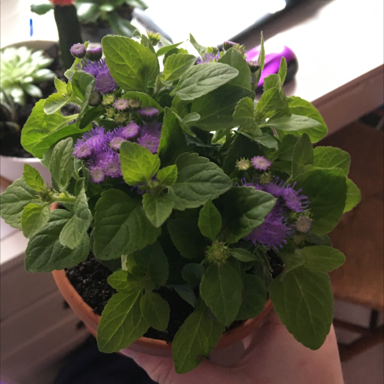 Flossflower plant photo by @lexie.h36 named Bob on Greg, the plant care app.