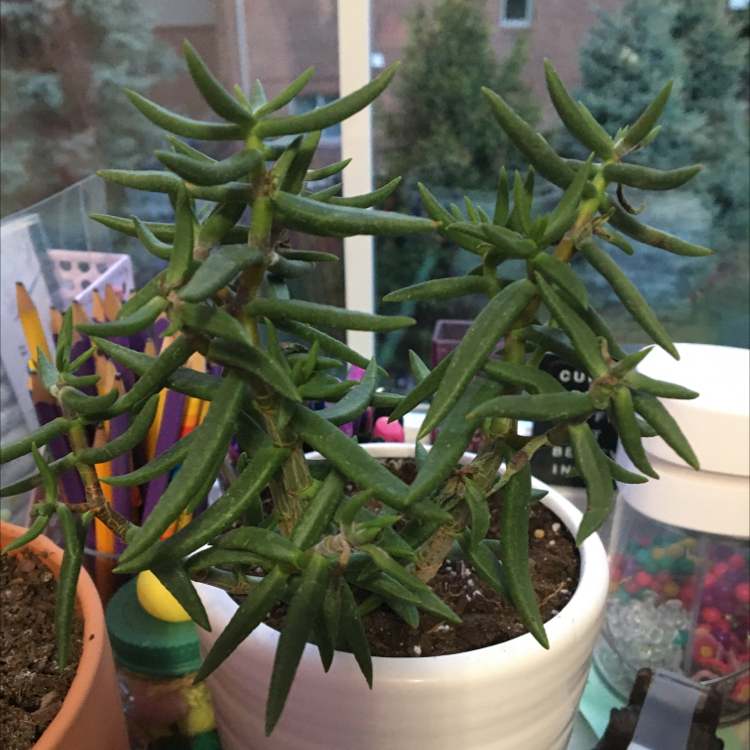 Miniature Pine Tree plant photo by @lexie.h36 named Myles on Greg, the plant care app.
