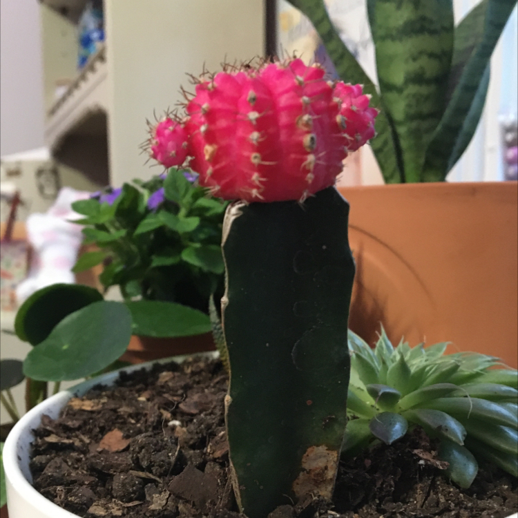 Moon Cactus plant photo by @lexie.h36 named Jefferina on Greg, the plant care app.