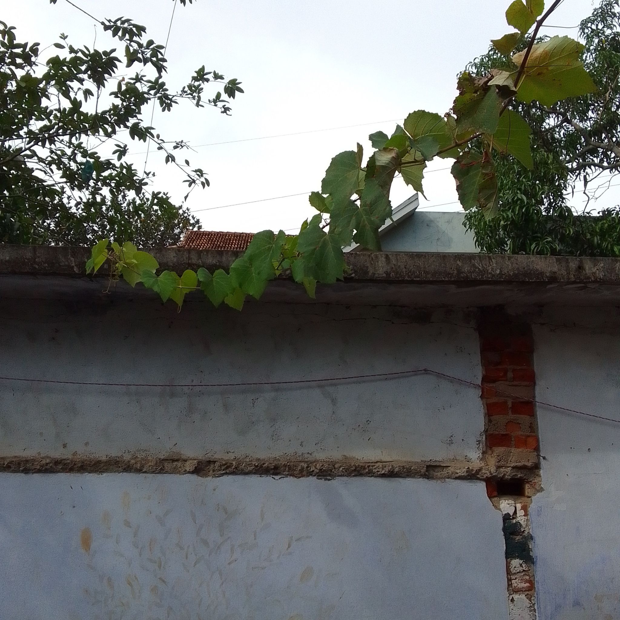 Frost Grape vine growing over a wall with healthy green leaves.