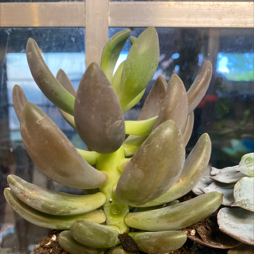 Photo of the plant species Echeveria 'Dark Red' by @Kingofthefrogs named Peen:) on Greg, the plant care app