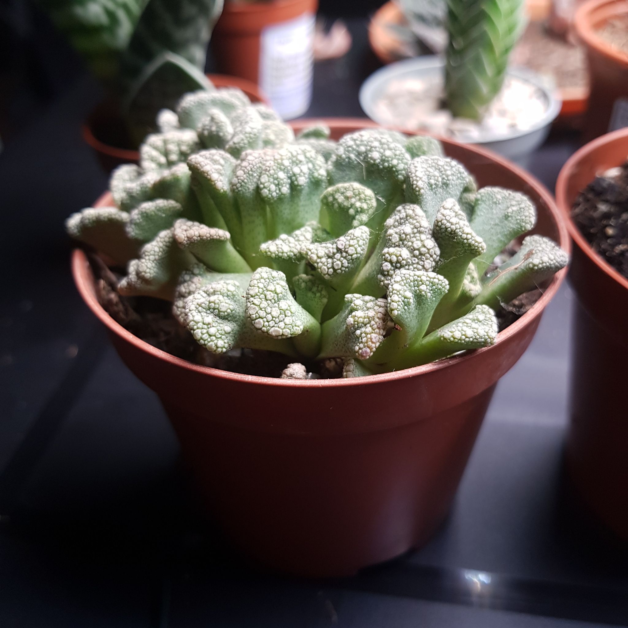 Potted Concrete Leaf Living Stone succulent with textured leaves, surrounded by other potted plants.