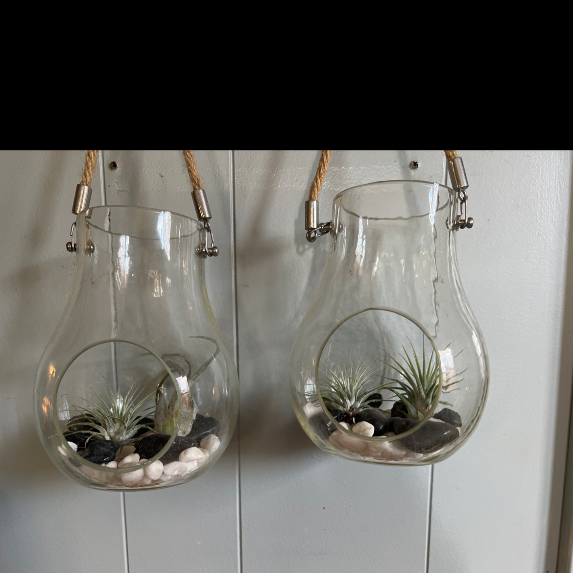 Two glass terrariums with Small Ballmoss plants and decorative stones hanging on a wall.