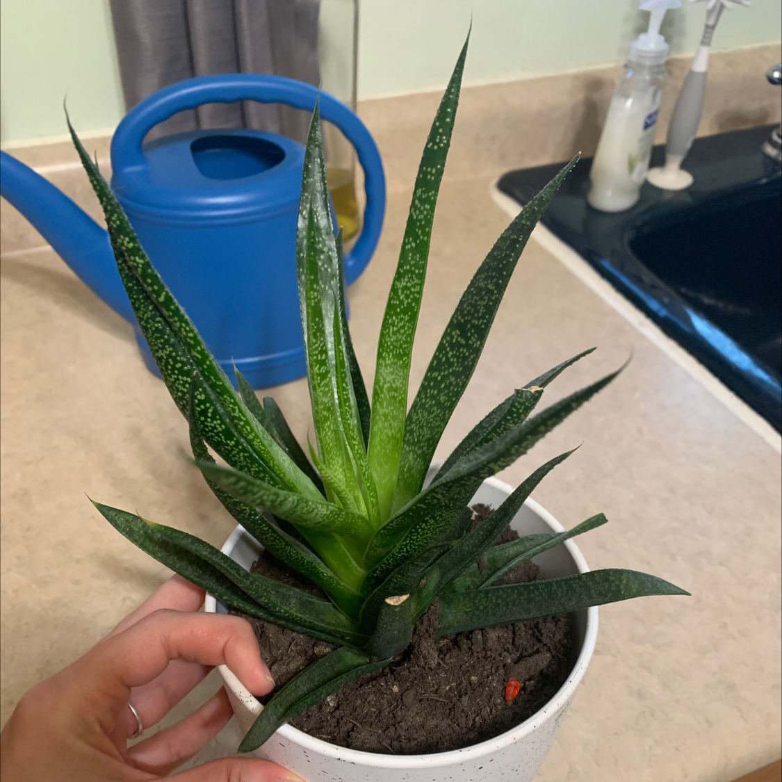 Candelabra Aloe plant in a white pot with visible soil, held by a hand.