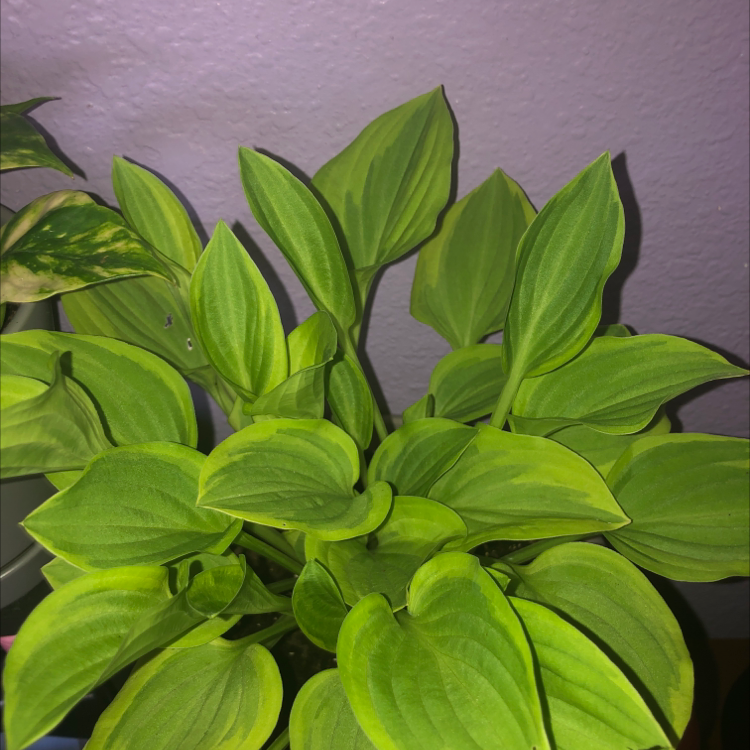 Siebold's Plantain Lily with broad green leaves and some yellowing at the edges.
