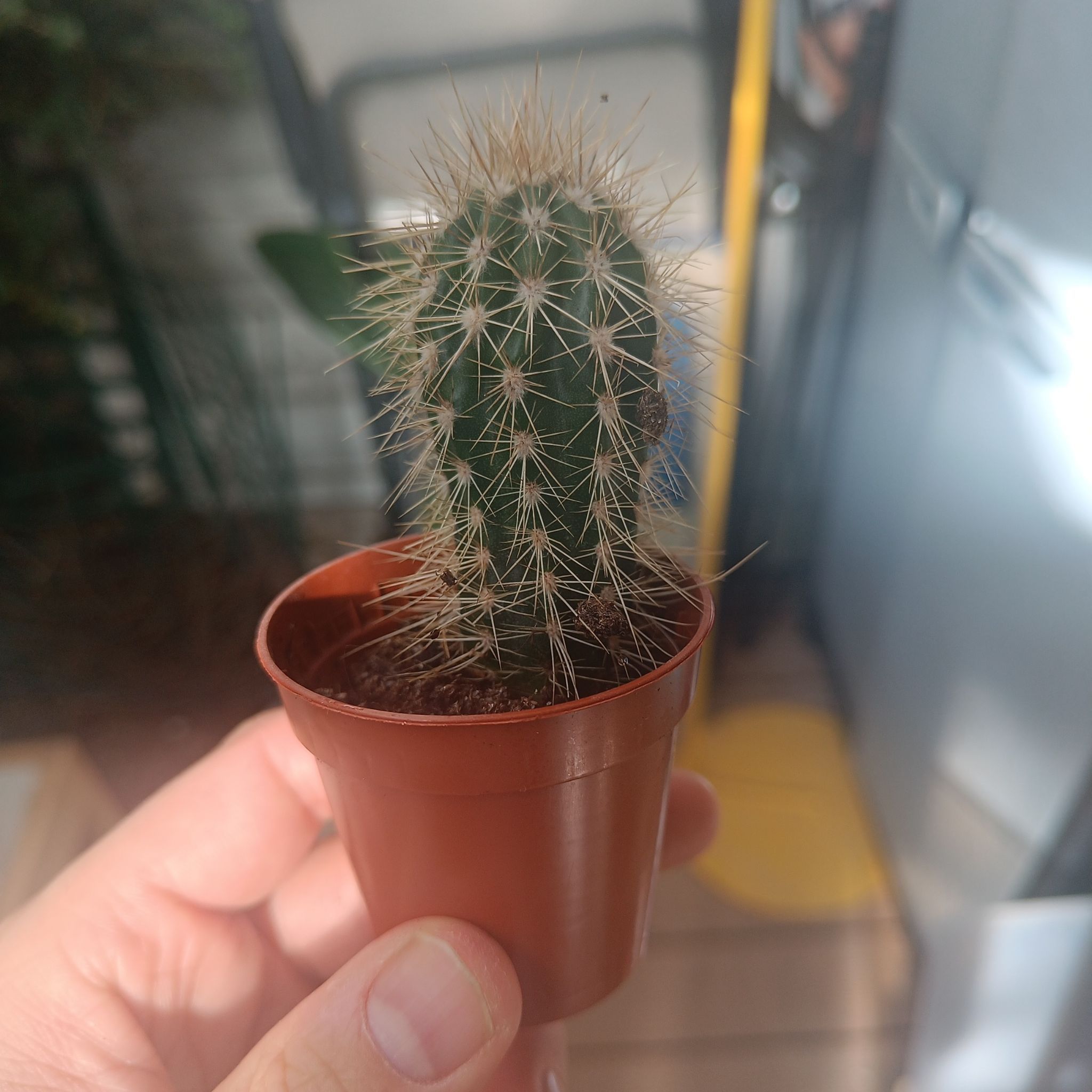 Photo of the plant species Pilosocereus lanuginosus by @xrem named Cactus 🌵 on Greg, the plant care app