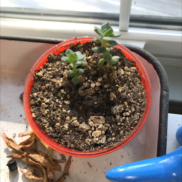 Sedeveria 'Letizia' plant in a red pot with visible soil, healthy and well-framed.