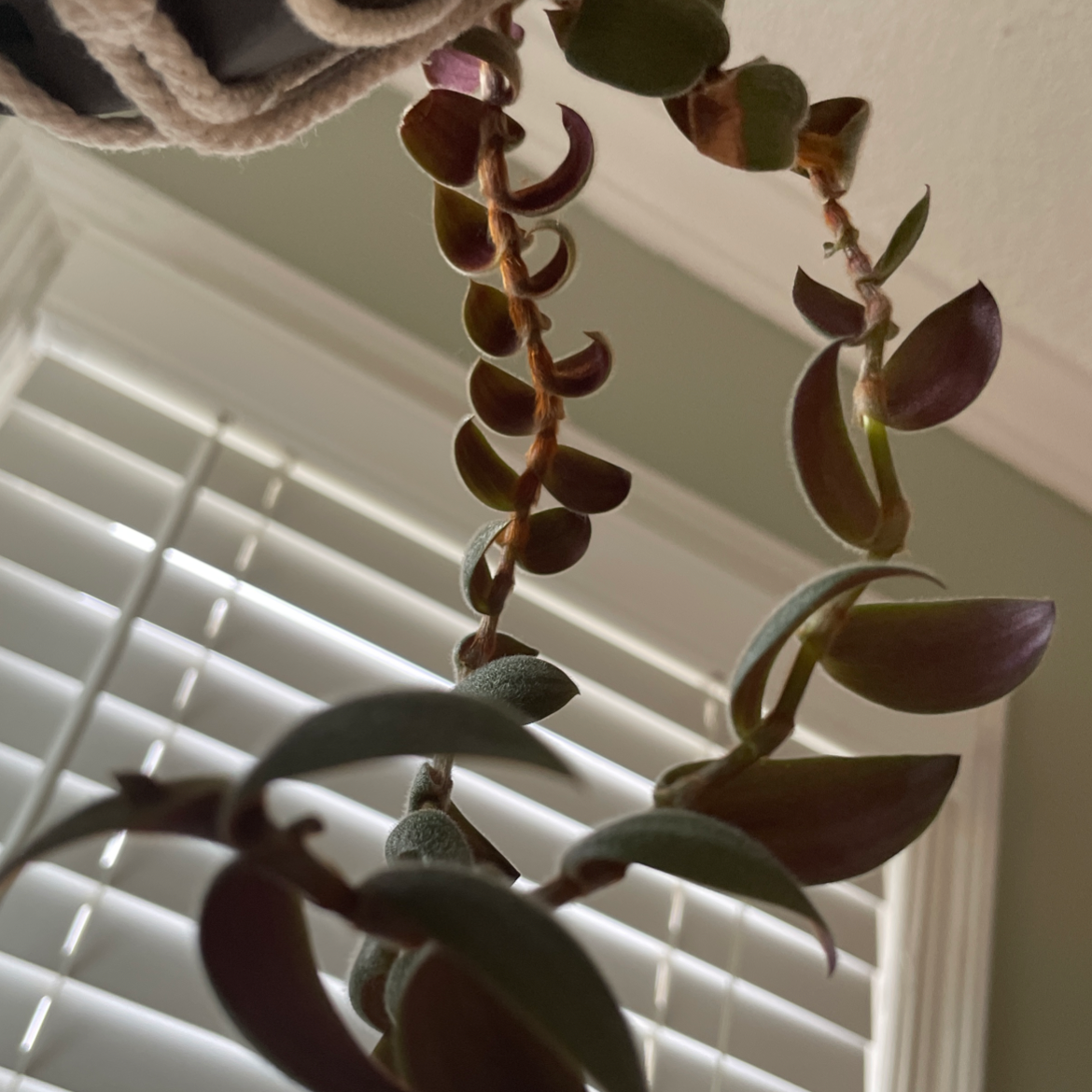 Hanging plant with elongated, alternating leaves in an indoor setting with window blinds in the background.