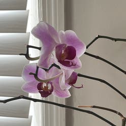 Early-Purple Orchid plant