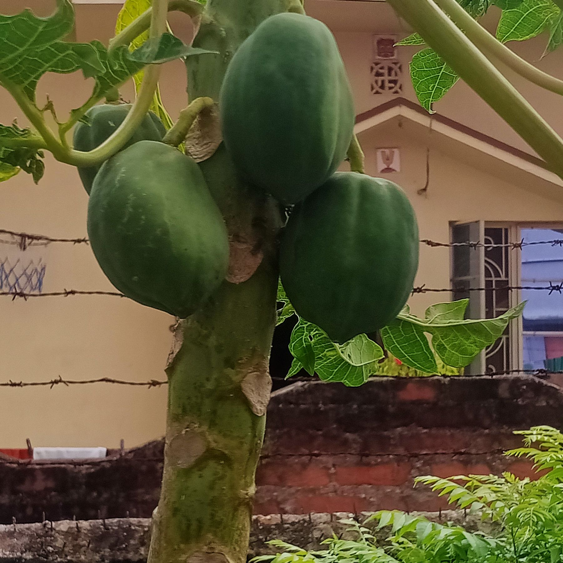 Papaya plant with green fruits attached to the trunk, appearing healthy.