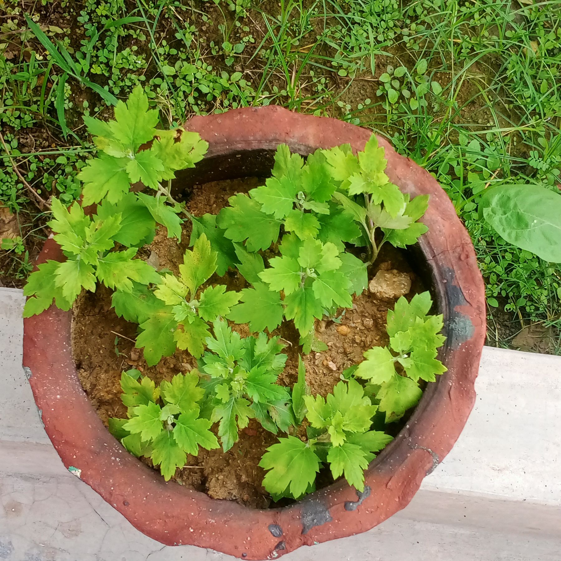 Potted Mugwort plant with green leaves, healthy appearance, and visible soil.