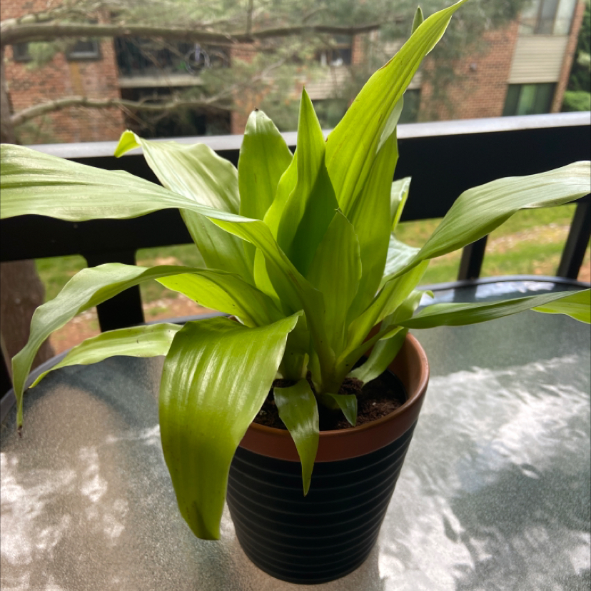Dracaena Limelight plant in a pot on a glass table, healthy green leaves.