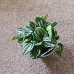 Peperomia 'Peppermill' plant