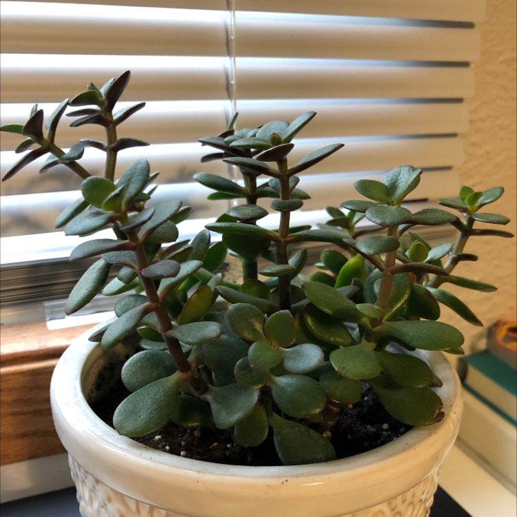 Lucky Plant plant photo by @kylieaa named Franchesca on Greg, the plant care app.