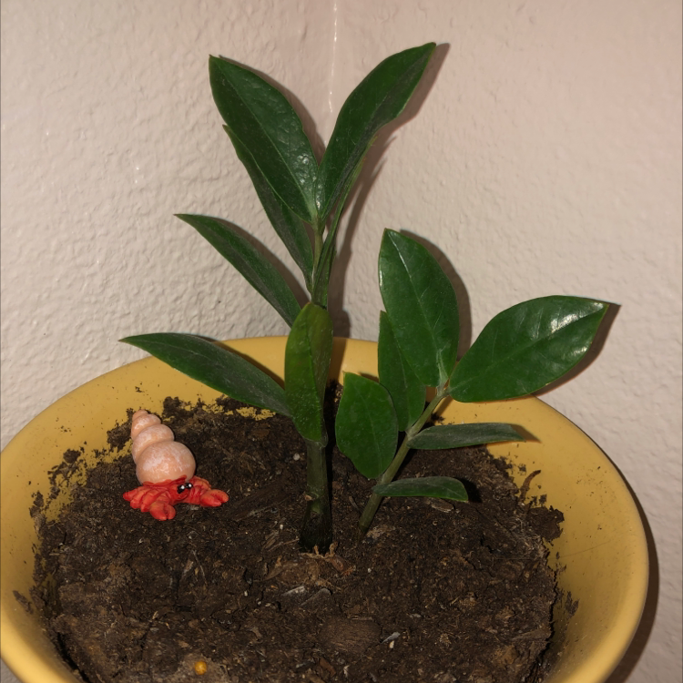 Zamioculcas Zamiifolia plant photo by @kylieaa named Zara and Zayn on Greg, the plant care app.