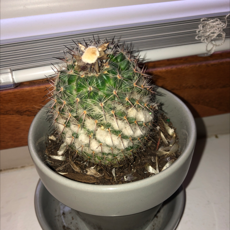 Pincushion Cactus in a pot with visible soil and some discoloration.