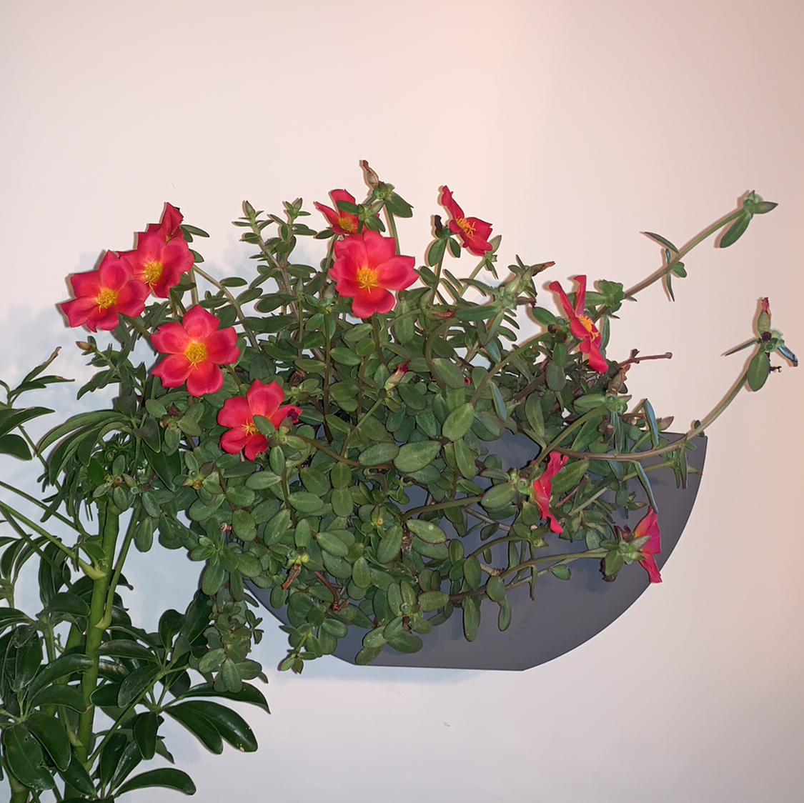 Wingpod Purslane with vibrant red flowers in a wall-mounted planter.