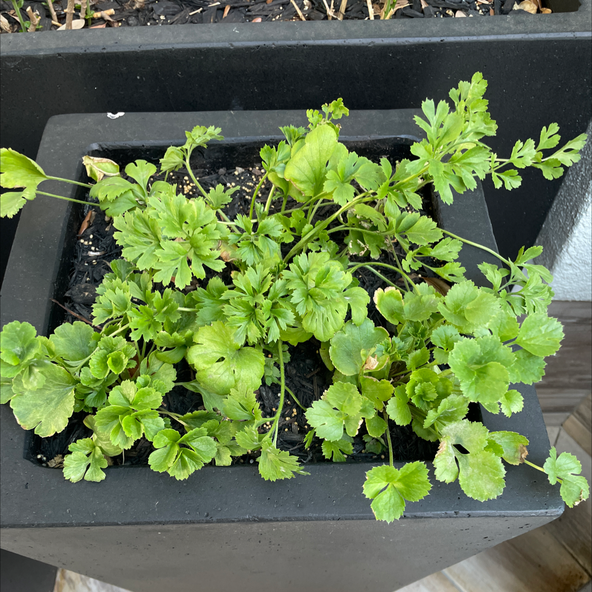 Garden Ranuncula plant in a black square pot with healthy green leaves.