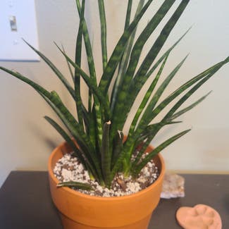 Cylindrical Snake Plant plant in Bend, Oregon