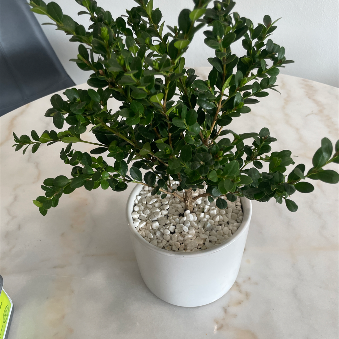 A thriving boxwood plant with dense, dark green foliage in a white ceramic pot filled with decorative white stones.
