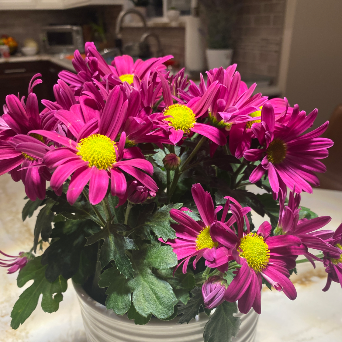 Giant Crego Aster plant with vibrant pink flowers and yellow centers in a white pot indoors.