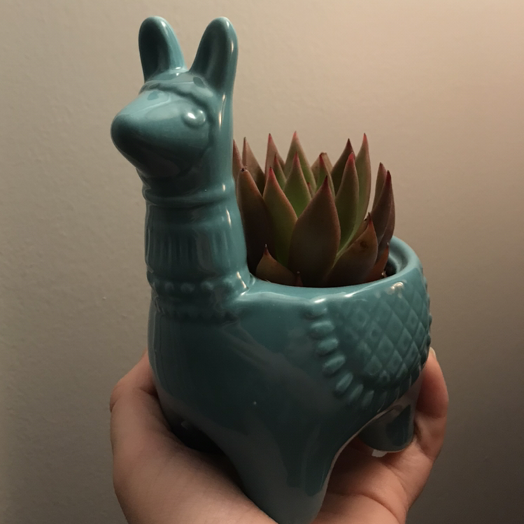 Lipstick Echeveria in a llama-shaped pot, held by a hand.