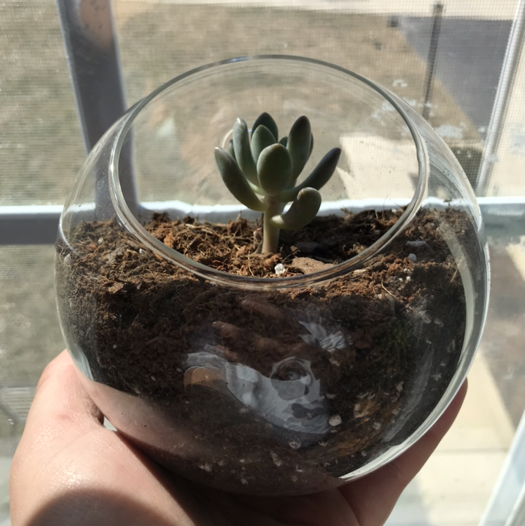 Photo of the plant species Belle Blue by @Bondo named Robin on Greg, the plant care app