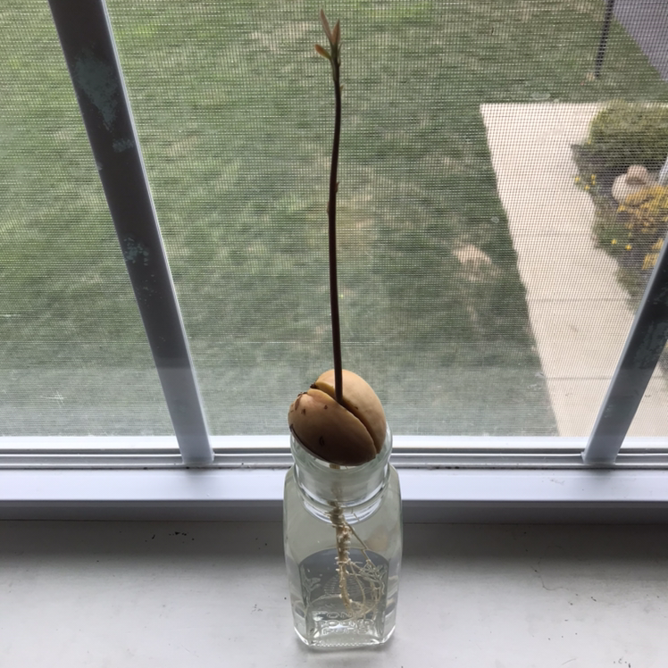 A hand holds a healthy avocado seedling sprouting from a seed in a glass jar on a window sill, with a garden visible outside.