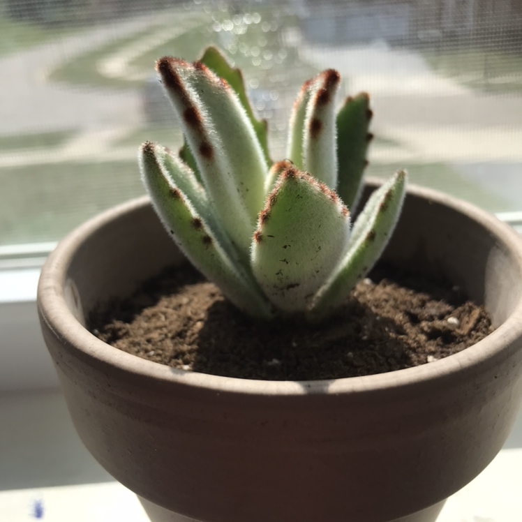Panda Plant in a pot with characteristic brown-edged leaves, well-lit and healthy.