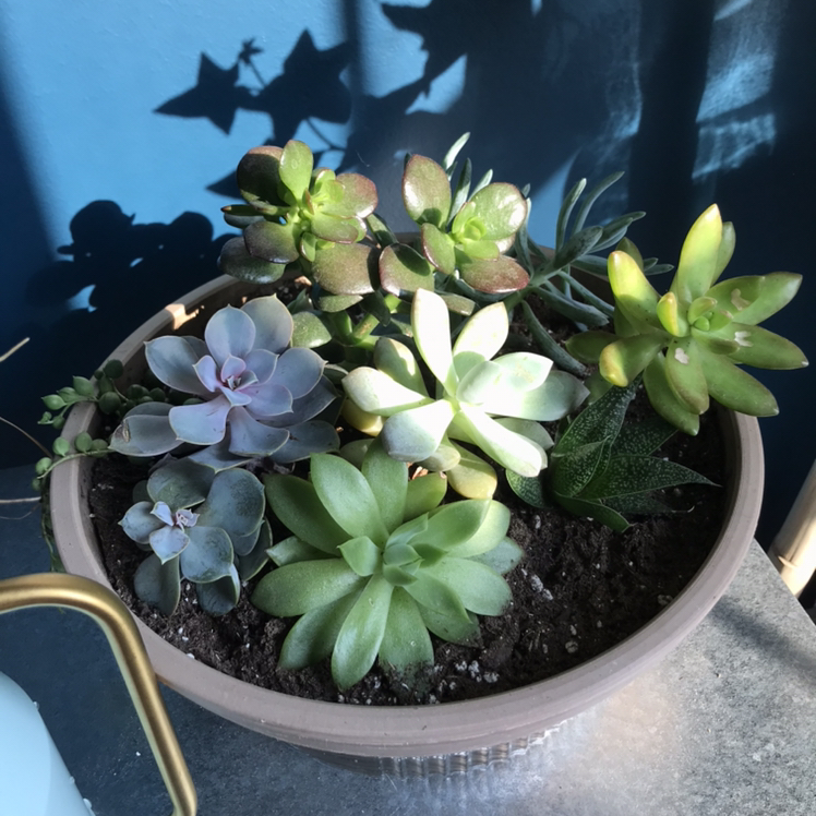 Potted succulent arrangement with Lipstick Echeveria and other plants, well-lit and healthy.