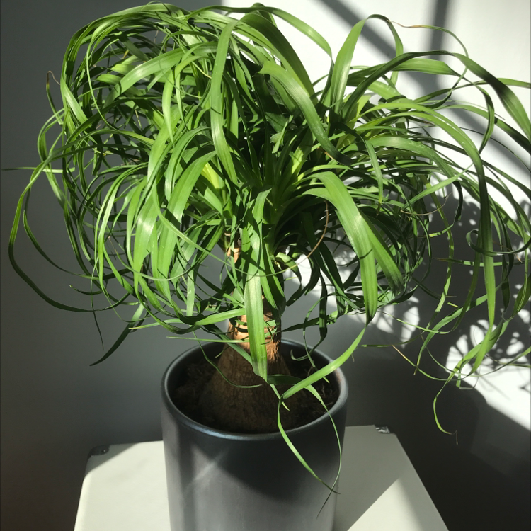 Healthy ponytail palm houseplant with long, green, curling leaves emerging from a bulbous base in a dark pot.
