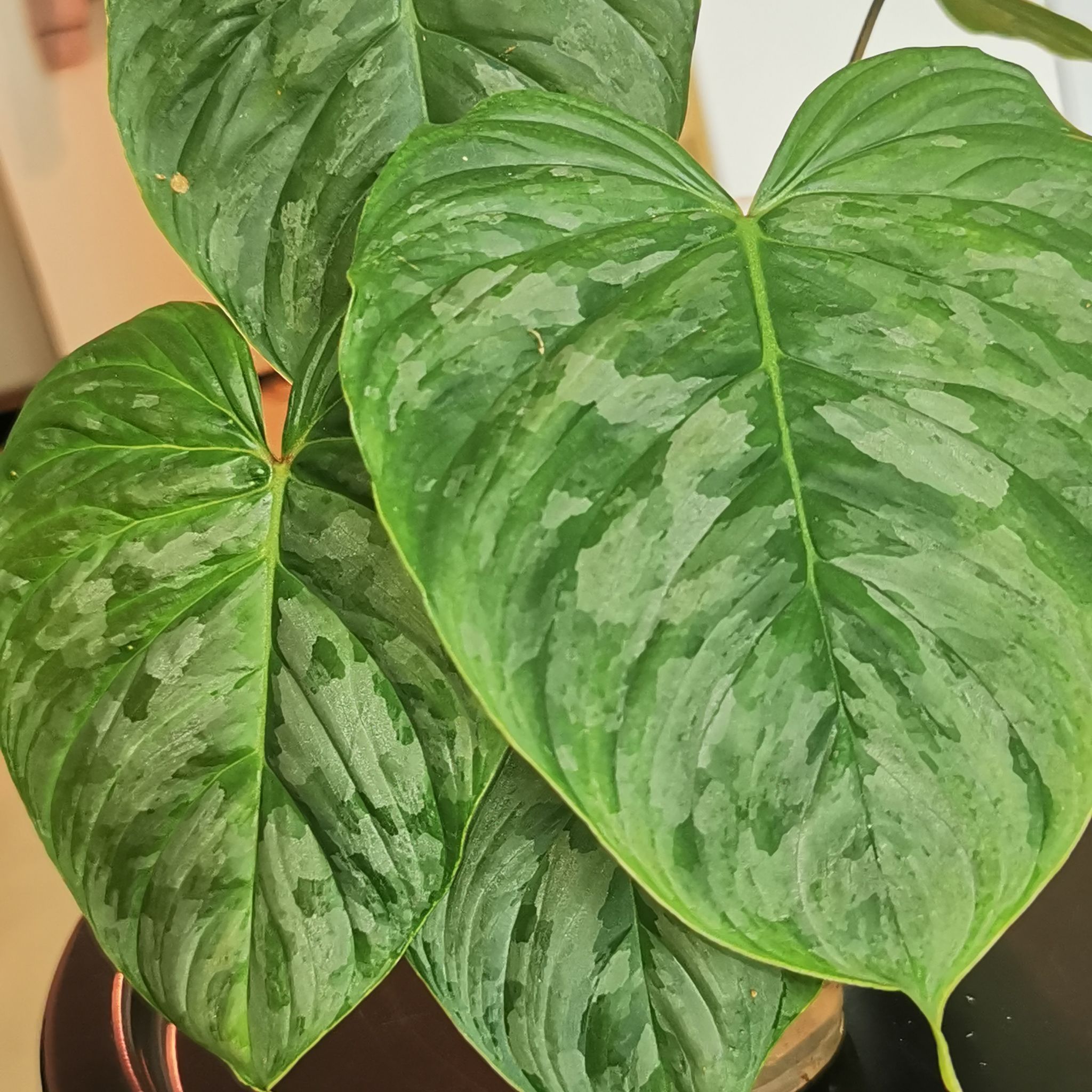 Philodendron 'Majestic' with large, healthy green leaves displaying characteristic variegation.